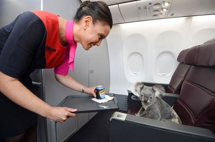 Este koala volando en primera clase es la cosa más TIERNA Y DULCE que verás hoy 6