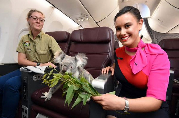 Este koala volando en primera clase es la cosa más TIERNA Y DULCE que verás hoy 1