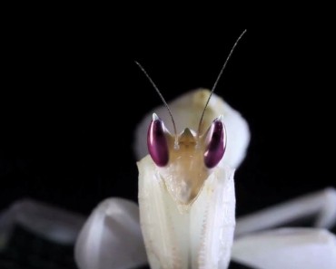 Mirar fijamente a los ojos de estos insectos es como mirar dentro del alma de un EXTRATERRESTRE