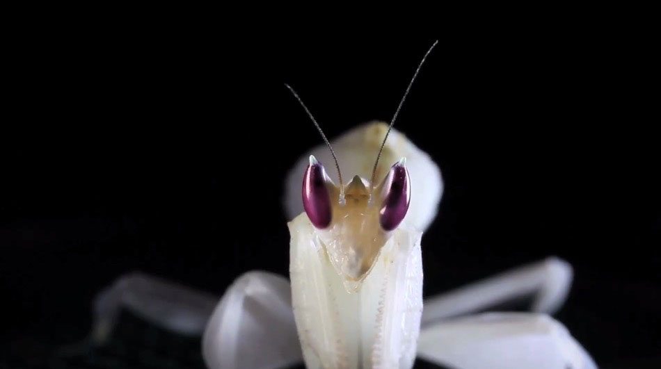 Mirar fijamente a los ojos de estos insectos es como mirar dentro del alma de un EXTRATERRESTRE