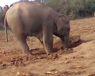 Una devota madre elefante pasa 11 horas excavando para rescatar a su bebé de un pozo