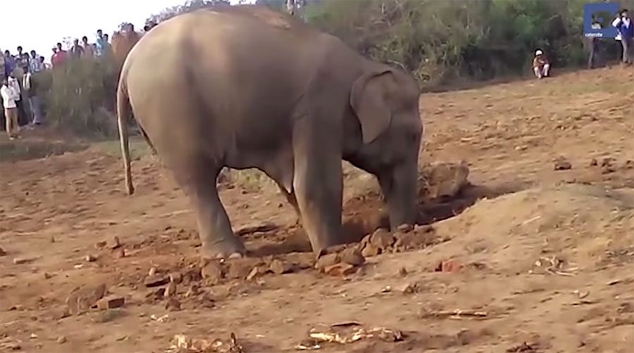 Una devota madre elefante pasa 11 horas excavando para rescatar a su bebé de un pozo