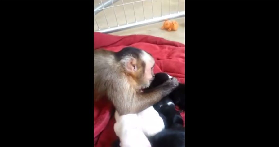 Esto es lo que ocurre cuando un mono se reune con perritos recién nacidos por primera vez