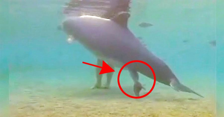 Esta madre va a hacer un milagro, ahora OBSERVA bajo su vientre... 1 Esta madre va a hacer un milagro, ahora OBSERVA bajo su vientre...