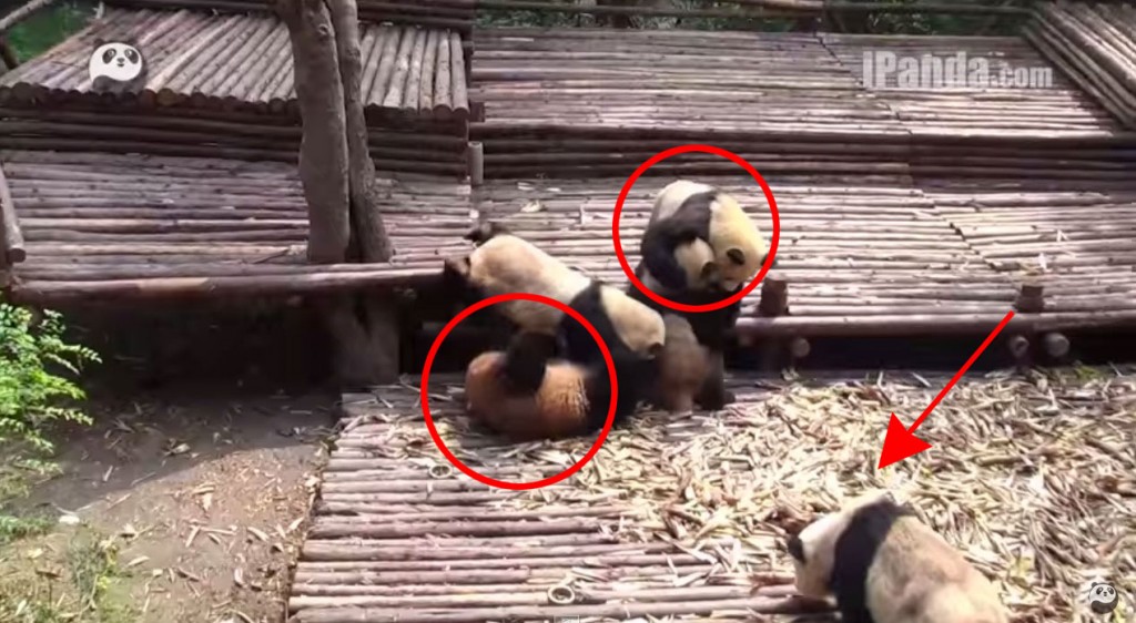 Esta pelea de bebés Panda es la cosa más tierna y divertida que verás esta semana
