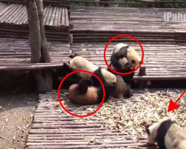 Esta pelea de bebés Panda es la cosa más tierna y divertida que verás esta semana