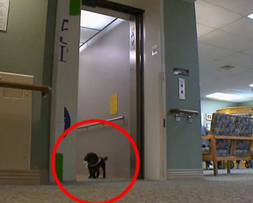 Cada día, este pequeño perro hace un viaje por sí misma que te dejará en lágrimas