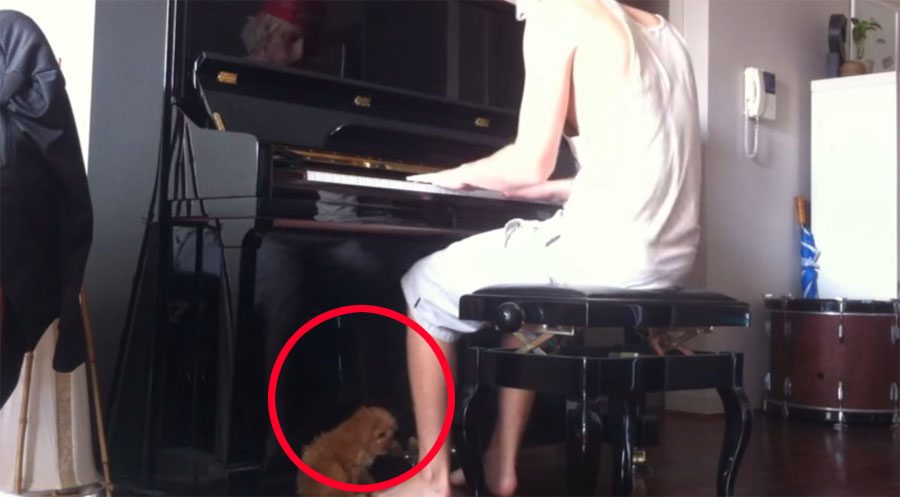 Comienza a tocar el piano. Ahora mire lo que hace el minúsculo perrito que está a sus pies