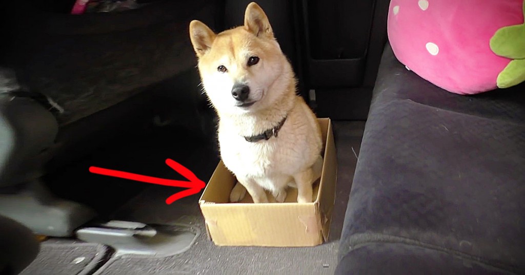 A este adorable perrito le encanta su caja, entonces su dueño decide gastarle una BROMA