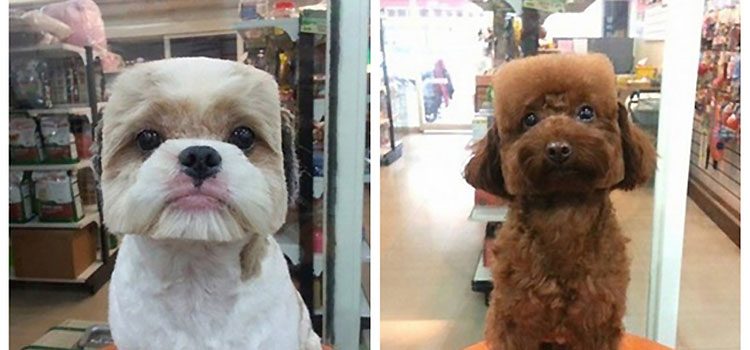Perros con la "cara cuadrada" son la última tendencia en Taiwán. ¿Por qué? No lo sé