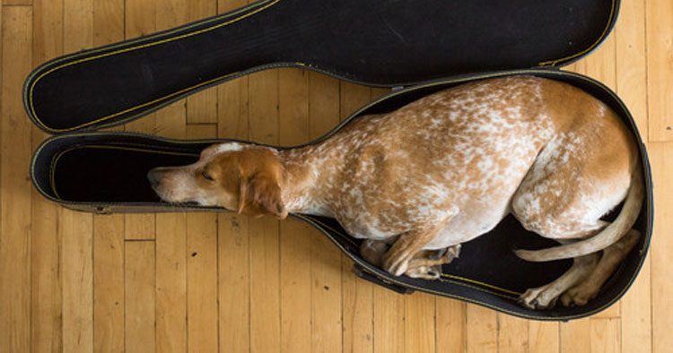 24 mascotas que han encontrado la forma de encajar de forma SORPRENDENTE (y divertida)