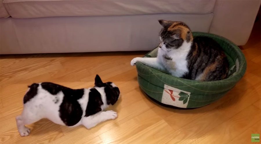 El vídeo viral (y divertido) DEL MOMENTO: un pequeño perro reclama su cama a un gato