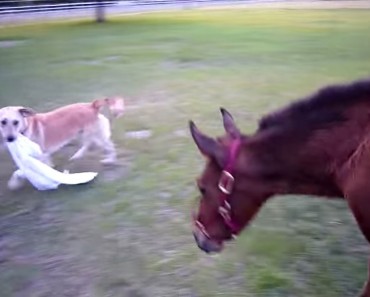 Este perro juguetón hace esto con un caballo. ¡La reacción es inesperada y MUY divertida!