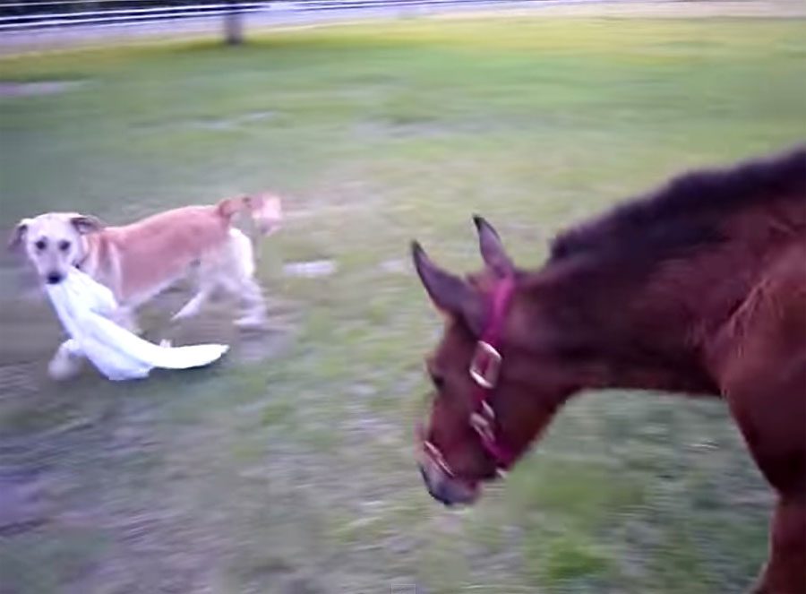 Este perro juguetón hace esto con un caballo. ¡La reacción es inesperada y MUY divertida!
