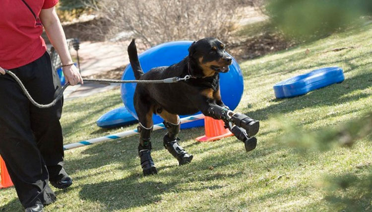 Este perro con cuádruple amputación camina de nuevo gracias a estas patas protésicas