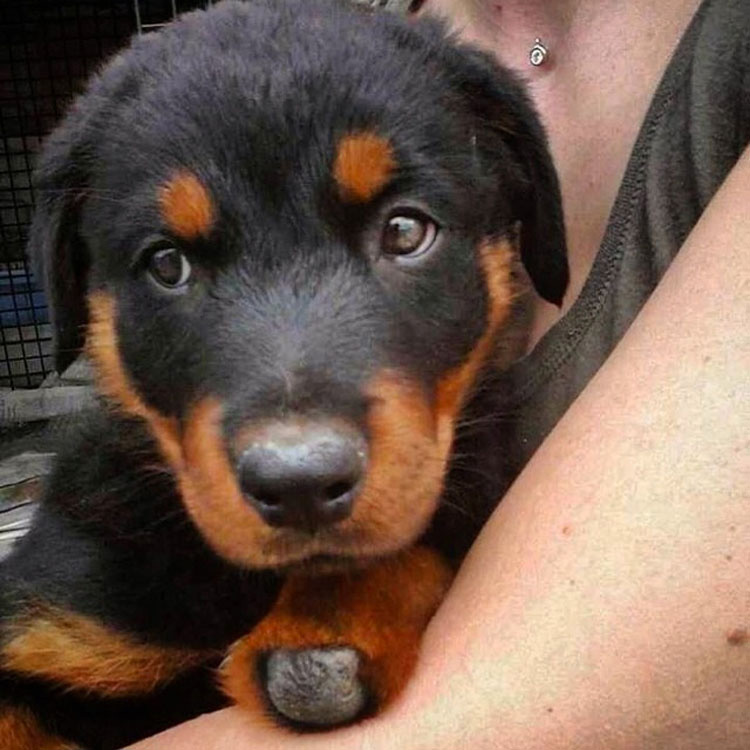 Este perro con cuádruple amputación camina de nuevo gracias a estas patas protésicas