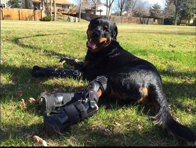 Este perro con cuádruple amputación camina de nuevo gracias a estas patas protésicas