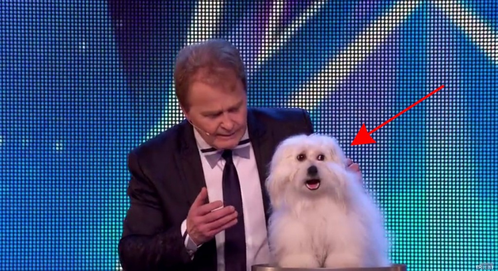 Un "perro que habla" sorprende a los jueces del concurso de talentos briánico. ¡REIRÁS como ellos!