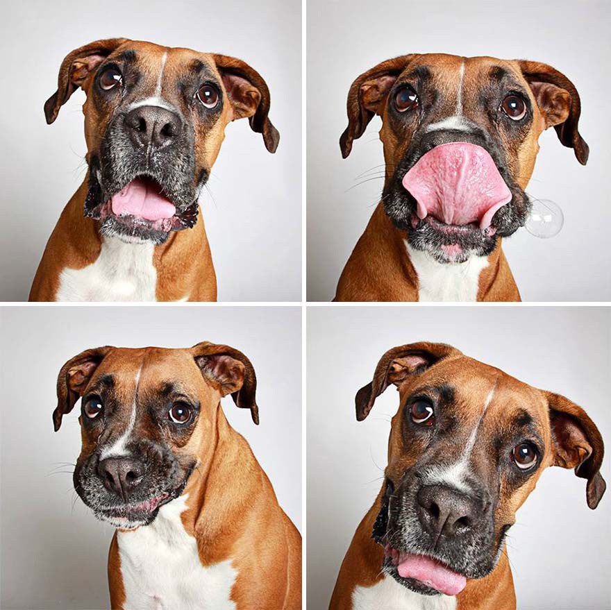 Estos adorables retratos de perros abandonados están haciendo que los adopten. ¡MARAVILLOSOS!