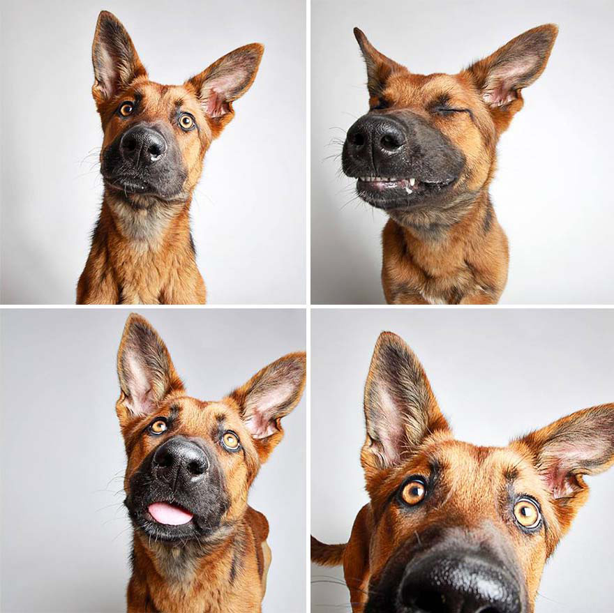 Estos adorables retratos de perros abandonados están haciendo que los adopten. ¡MARAVILLOSOS!