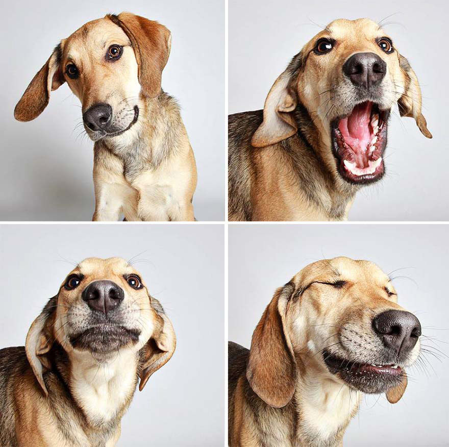 Estos adorables retratos de perros abandonados están haciendo que los adopten. ¡MARAVILLOSOS!