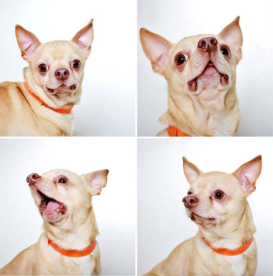 Estos adorables retratos de perros abandonados están haciendo que los adopten. ¡MARAVILLOSOS!