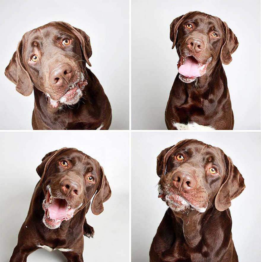 Estos adorables retratos de perros abandonados están haciendo que los adopten. ¡MARAVILLOSOS!