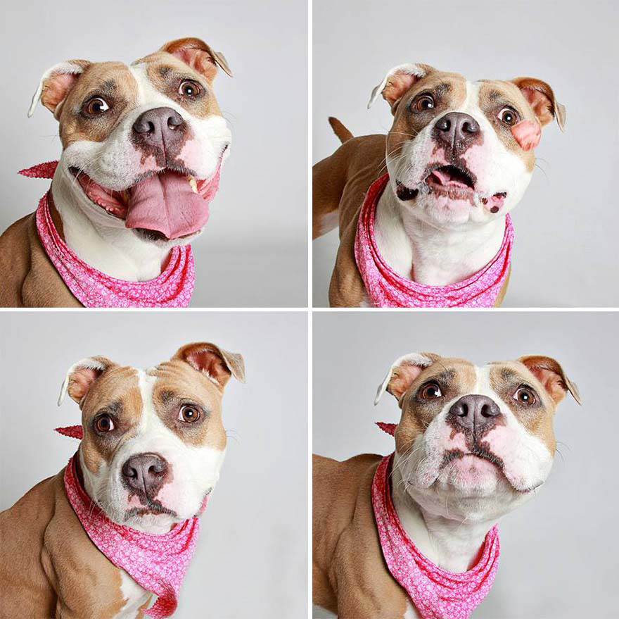 Estos adorables retratos de perros abandonados están haciendo que los adopten. ¡MARAVILLOSOS!