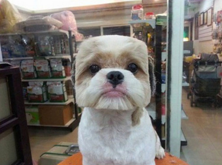 Perros con la "cara cuadrada" son la última tendencia en Taiwán. ¿Por qué? No lo sé