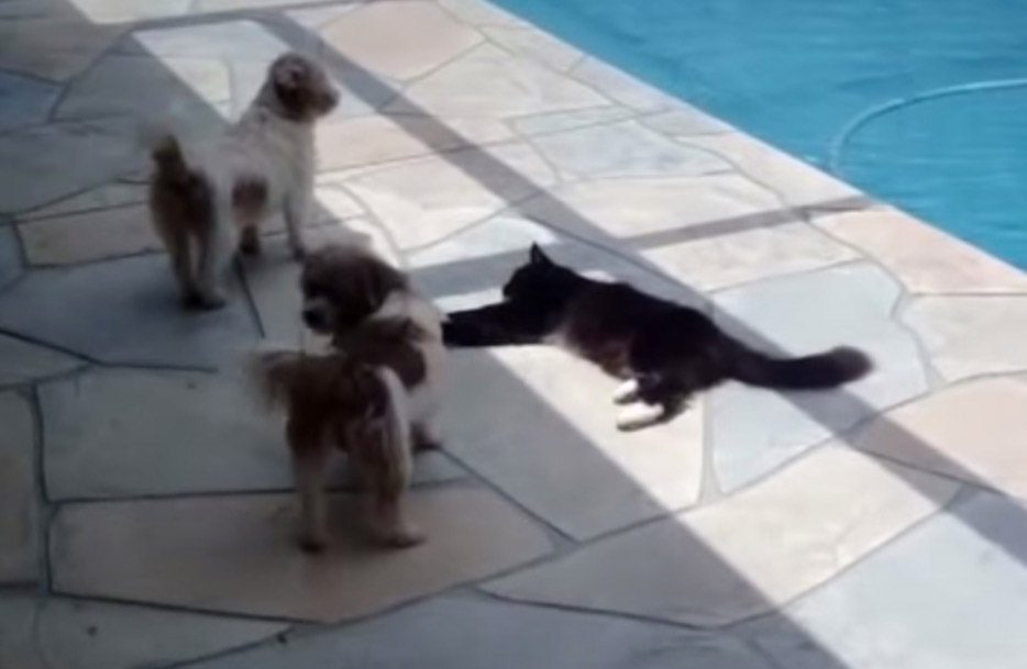 ¿Qué pasa cuando dos perros molestan a un gato que descansa cerca de una piscina? ESTO