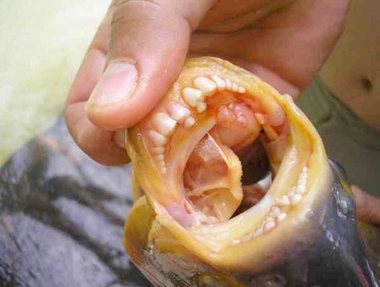 Horrible... el pez Pacú tiene dientes iguales a los humanos
