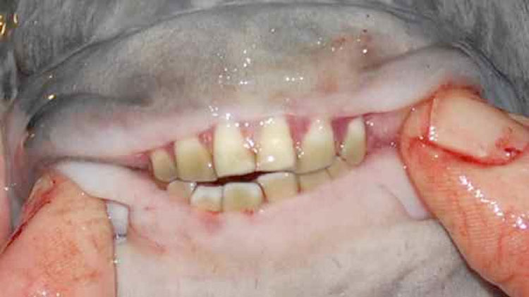 Horrible... el pez Pacú tiene dientes iguales a los humanos