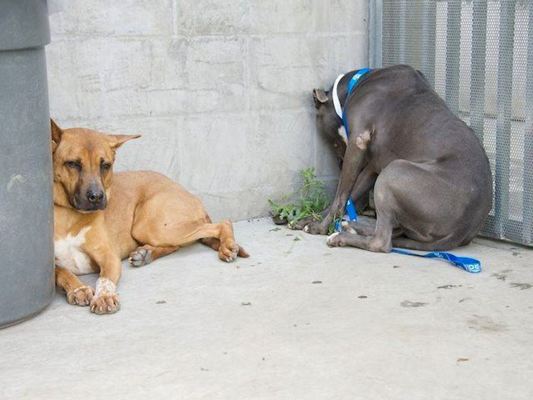 Si ve a su gato o perro haciendo esto, llévelo al veterinario inmediatamente. Podría SALVAR SU VIDA