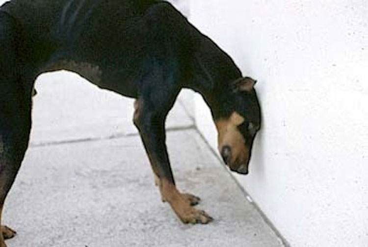 Si ve a su gato o perro haciendo esto, llévelo al veterinario inmediatamente. Podría SALVAR SU VIDA