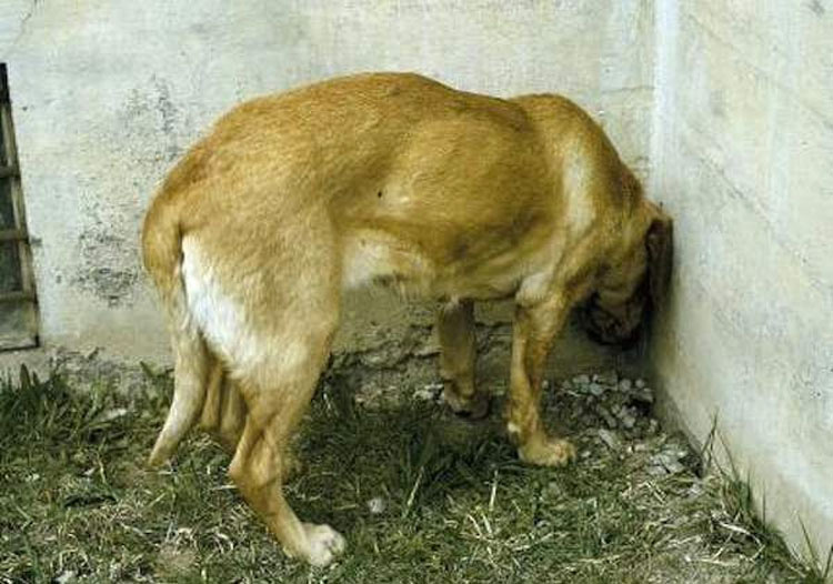 Si ve a su gato o perro haciendo esto, llévelo al veterinario inmediatamente. Podría SALVAR SU VIDA