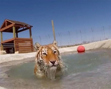 Tigres rescatadas de una jaula sucia se muestran EUFÓRICOS al nadar por primera vez