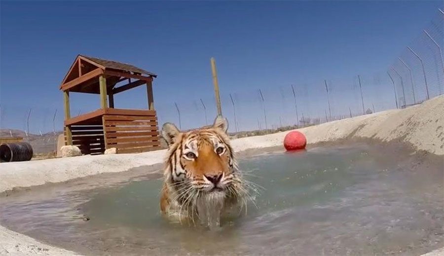Tigres rescatadas de una jaula sucia se muestran EUFÓRICOS al nadar por primera vez