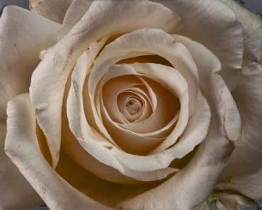 Pasó 4 meses fotografiando flores, el resultado es éste INCREÍBLE vídeo