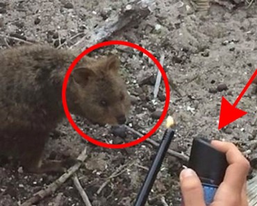 Castigan a turistas franceses que QUEMARON a un pequeño marsupial mientras lo filmaban