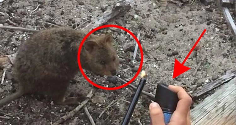 Castigan a turistas franceses que QUEMARON a un pequeño marsupial mientras lo filmaban
