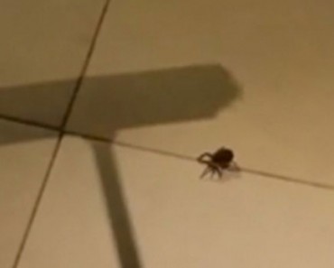 Cuando veas la venganza de esta araña no volverás a matar ninguna más