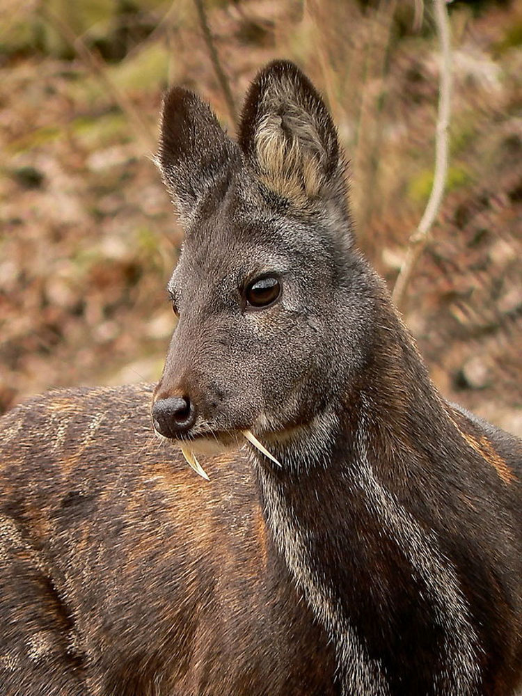 9 animales impresionantes que parecen míticos... Pero que son totalmente REALES