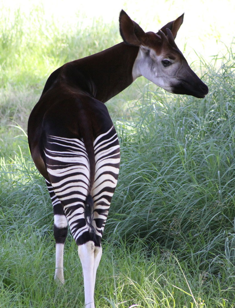 9 animales impresionantes que parecen míticos... Pero que son totalmente REALES