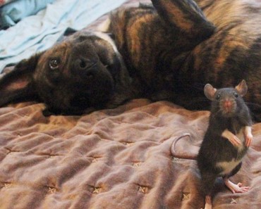 Este buen perro de terapia y esta adorable rata forma un EXTRAÑO duo de amigos INSEPARABLES 1