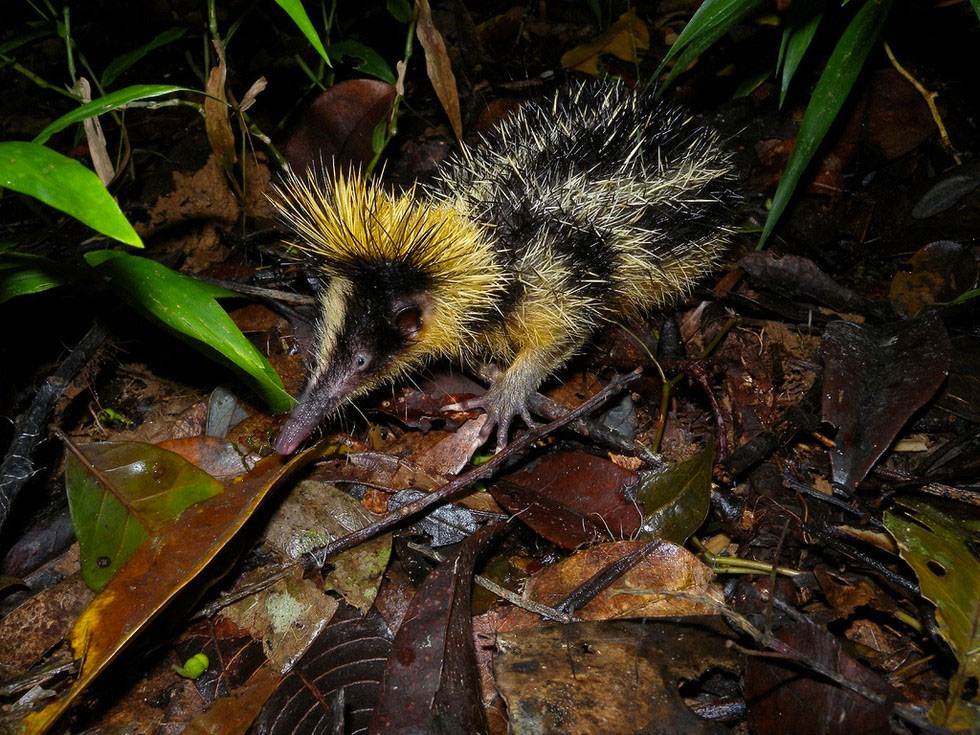 9 animales impresionantes que parecen míticos... Pero que son totalmente REALES