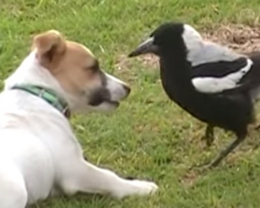 Este perro y el pájaro son ADORABLES... Pero ESPERA a que el pájaro le ayude con la lavandería 8 Este perro y el pájaro son ADORABLES... Pero ESPERA a que el pájaro le ayude con la lavandería