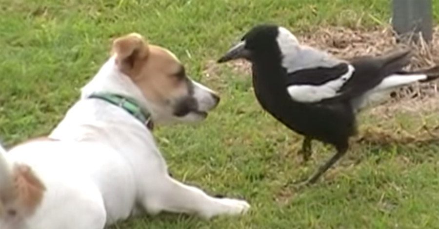 Este perro y el pájaro son ADORABLES... Pero ESPERA a que el pájaro le ayude con la lavandería