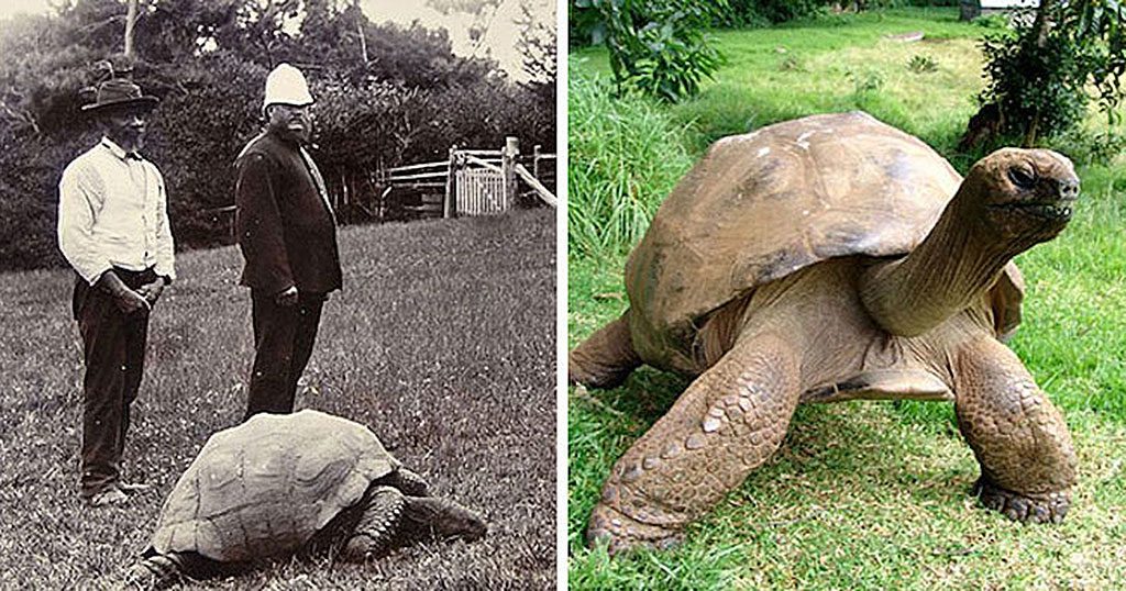 Esta tortuga fue fotografiada en 1902. Así es como está 100 años después el animal terrestre más viejo del mundo