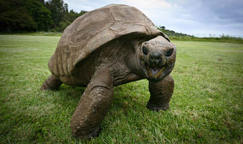 Esta tortuga fue fotografiada en 1902. Así es como está 100 años después el animal terrestre más viejo del mundo
