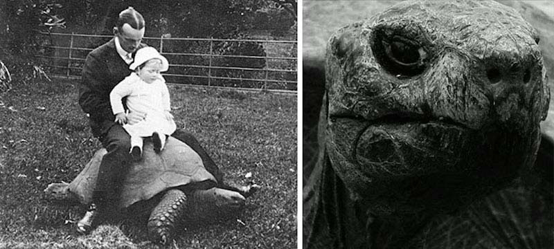 Esta tortuga fue fotografiada en 1902. Así es como está 100 años después el animal terrestre más viejo del mundo